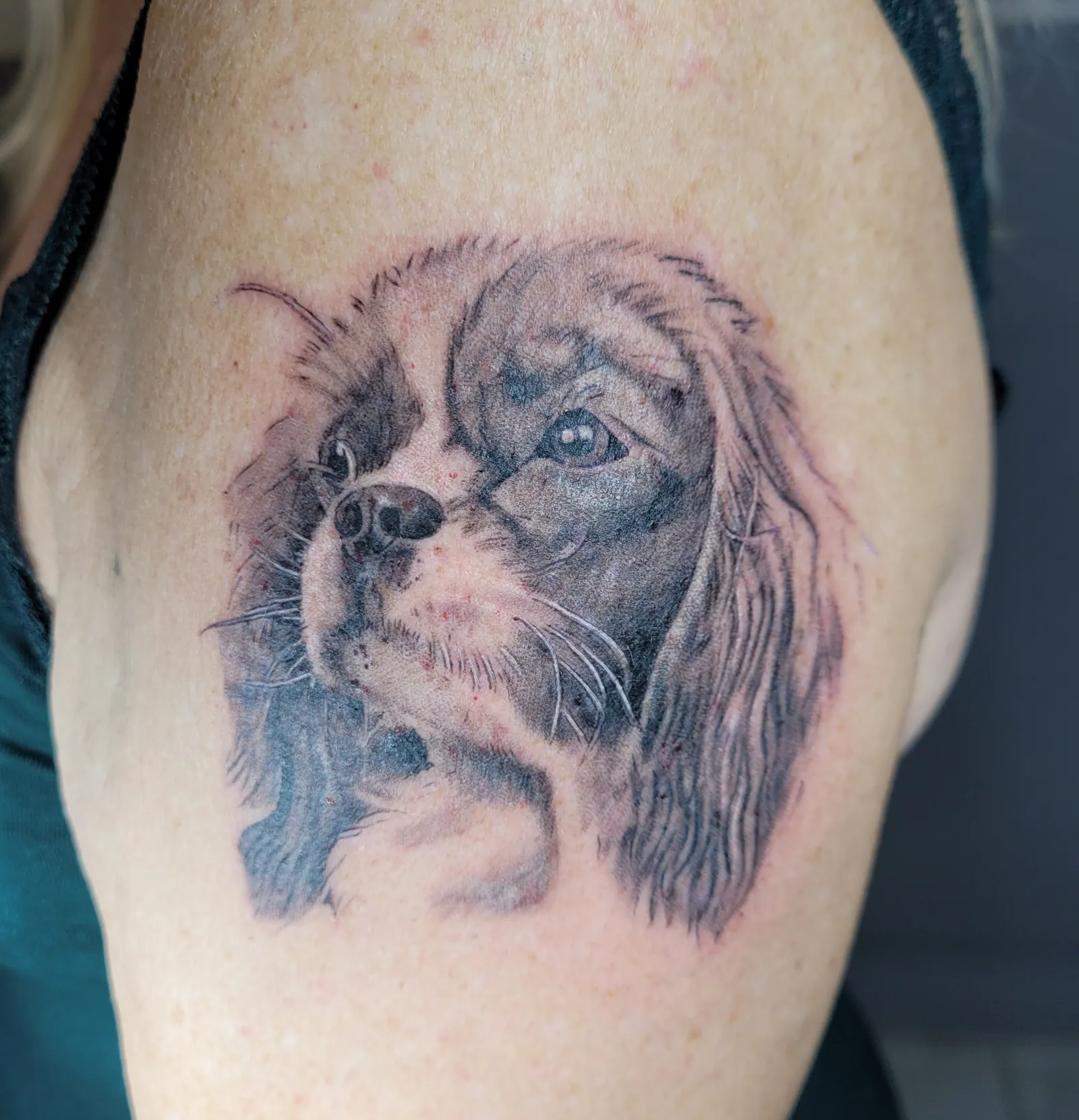 Tatouage réaliste portrait d'un chien épagneul en noir et gris sur le bras, réalisé par Jean-Marie Joullié au salon JMJ Tattoo proche de Sauvian